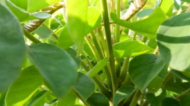 Close up The leaves of the Averrhoa bilimbi plant look detailed on a sunny morning, sunlight makes the green leaves slightly transparent