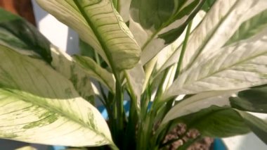 The leaves of Chinese evergreen ornamental plants which are a combination of white and green, grown in pots are used as indoor decorations