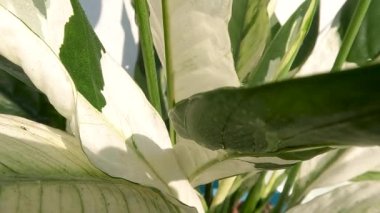 The leaves of Chinese evergreen ornamental plants which are a combination of white and green, grown in pots are used as indoor decorations