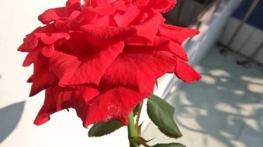 Roses that are blooming are red, leaves are green with wavy edges, green stems are covered with sharp thorns