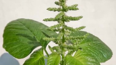 Spinach plants that are flowering at the top of the plant, the leaves are usually consumed as vegetables