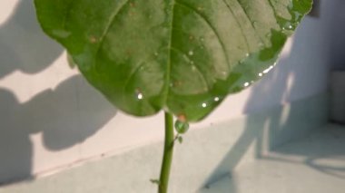 Drops of water that fall from the tips of the leaves of the spinach plant are fresh green, the leaves are usually consumed as vegetables
