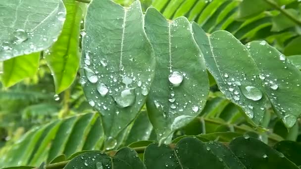 Close Averrhoa Bilimbi Leaves Still Wet Dew Sunny Morning Bright — Wideo stockowe