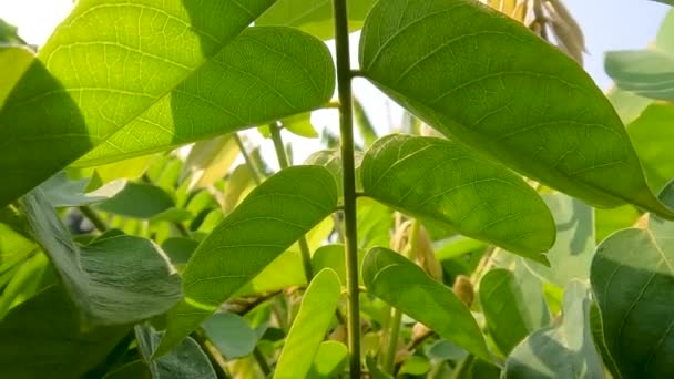 Close Leaves Averrhoa Bilimbi Plant Look Detailed Sunny Morning Sunlight — Stockvideo