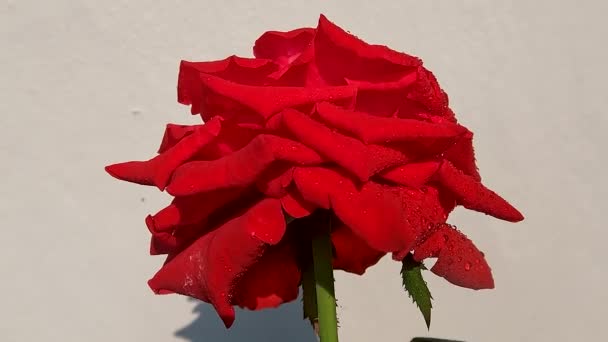Roses Blooming Red Leaves Green Wavy Edges Green Stems Covered — Stockvideo