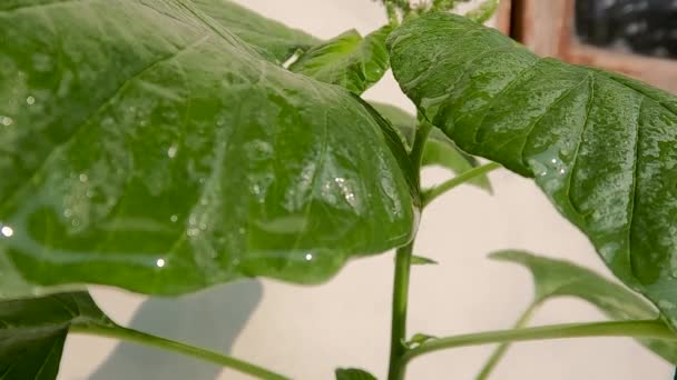 Drops Water Fall Tips Leaves Spinach Plant Fresh Green Leaves — Stock Video