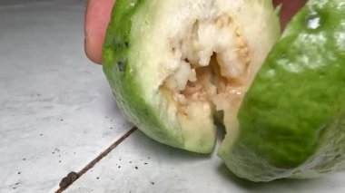 Crystal guava, which looks fresh on the outside, turns out to be rotting inside and filled with larvae, due to fruit fly infection and lack of care