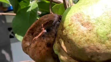 Crystal guava rotten due to fruit fly infection, still hanging on tree branches, fruit fly attacks cause crop failure
