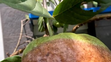 Crystal guava rotten due to fruit fly infection, still hanging on tree branches, fruit fly attacks cause crop failure