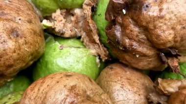 A pile of crystal guava that is rotten due to fruit fly attacks, the inside of the fruit is filled with larvae, the rotten fruit becomes inedible