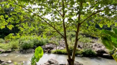 Muntingia calabura plant or cherry or cherry that grows on the bank of a small river, the background of the flow of water through a small river full of volcanic rocks