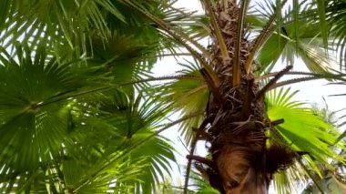 A palm plant with broad green leaves swaying in the wind, is a tropical plant that is used as a shade