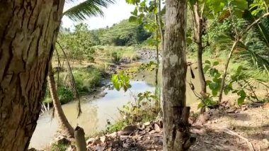 A small river filled with stones of various sizes, the banks of the river are overgrown with trees and plants of various kinds, water is the source of life