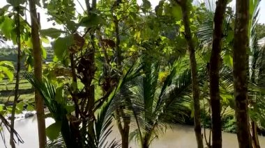 A small river filled with stones of various sizes, the banks of the river are overgrown with trees and plants of various kinds, water is the source of life
