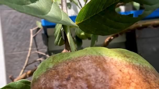Crystal Guava Rotten Due Fruit Fly Infection Still Hanging Tree — Stockvideo