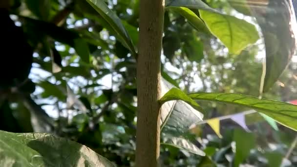Indian Bael Twigs Brown Finely Textured Green Leaves Background Sunlight — Stockvideo