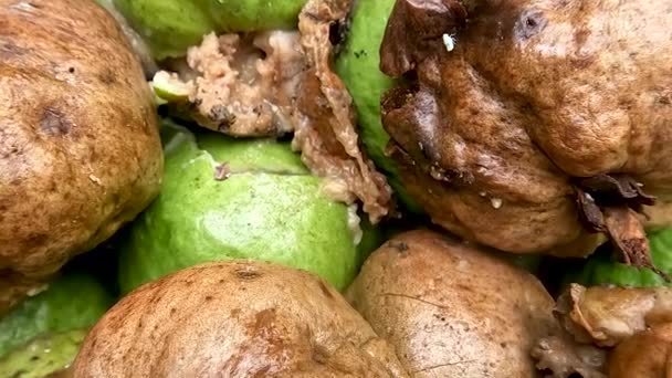 Pile Crystal Guava Rotten Due Fruit Fly Attacks Fruit Filled — Video