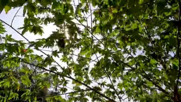 Twigs Leaves Muntingia Calabura Plant Cherry Cherry Background Sunlight Entering — Stock videók