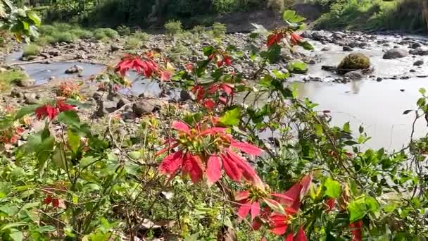 Kastuba Poinsettia Plants Grow Banks Small Rivers Leaves Swaying Tropical — Stockvideo