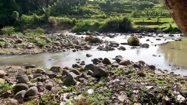 Small River Filled Stones Various Sizes Banks River Overgrown Trees — Vídeo de Stock