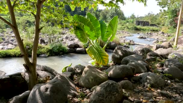 Small River Filled Stones Various Sizes Banks River Overgrown Trees — Vídeo de Stock