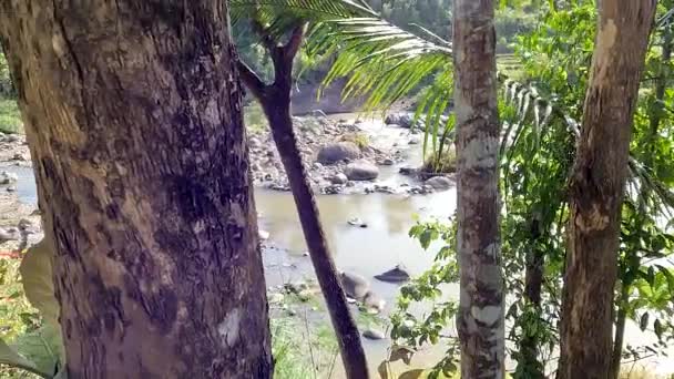 Small River Filled Stones Various Sizes Banks River Overgrown Trees — Stockvideo