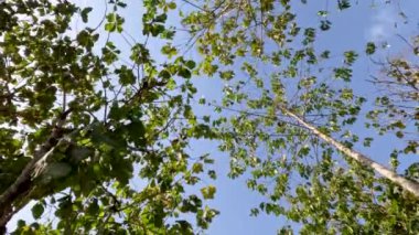 The view from under the tall trees of various kinds with brown trunks and green leaves, the background of the clear sky and bright sunlight