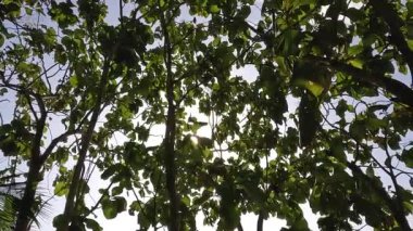 Leaves and twigs of teak trees on a sunny day, sunlight breaking through the thick leaves, tropical forest conditions on a hot day