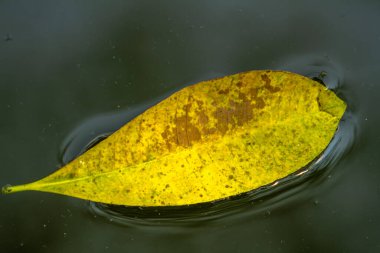 A leaf with a combination of green and yellow floats on the surface of the slightly dirty water, the fallen leaves fall into the pond water