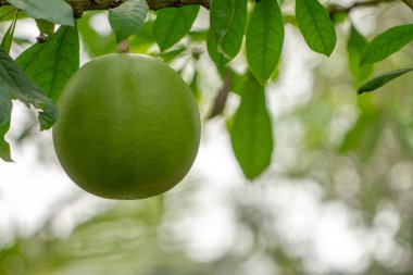 Indian bael plant bearing fruit in the shape of a ball with green fruit skin, blurred green foliage background