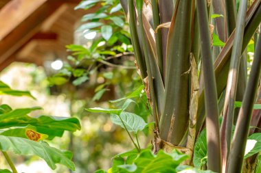 The purple stalk of the taro plant whose surface looks detailed, is used as a garden decoration or can be eaten as a vegetable