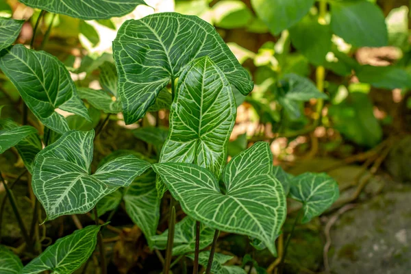 Arrowhead Vine Plant Has Love Shaped Leaves Green White Stripes — Foto Stock