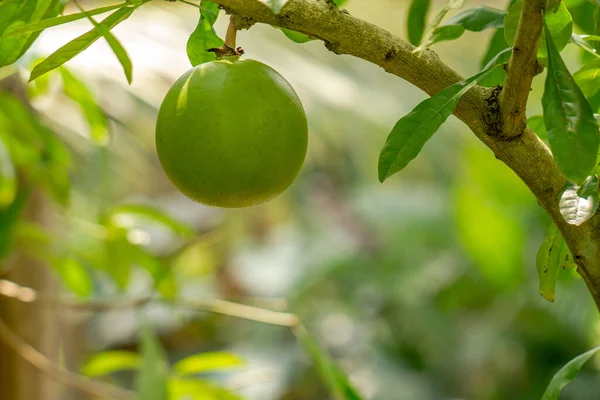 Indian Bael Plant Bearing Fruit Shape Ball Green Fruit Skin — 스톡 사진