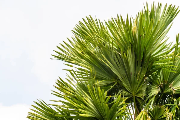 Leaves Lush Green Stemmed Palm Plant Isolated Clear Sky Nature — Photo