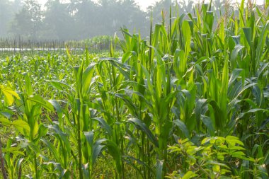 Mature corn field in bloom, fresh green leaves on a clear sky background, food crop industry