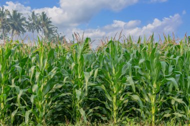 Mature corn field in bloom, fresh green leaves on a clear sky background, food crop industry