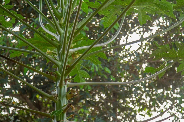 Papaya Plants Bloom Have Fruit Ovules Fresh Green Leaves Clear — Φωτογραφία Αρχείου