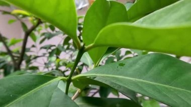 The shoots of the Bay leaf plant have fresh green leaves with a smooth surface; have a pleasant aroma so they are used as food seasonings