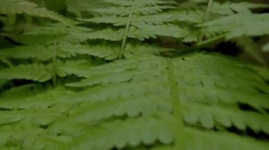 The surface of the fresh green fern leaves swaying in the wind, at the bottom of the leaf millions of spores are stored to breed