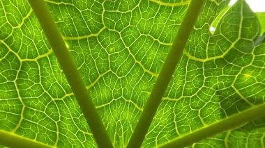 Close up of fresh green papaya leaves, detailed and exposed leaf bones, traditional tropical fruit cultivation in the yard