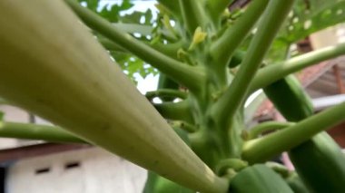 Papaya fruit that is still young has a green skin colour hanging on the stem, traditional tropical fruit cultivation in the yard