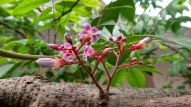 Star fruit flowers planted in pots hanging on small branches, tropical fruit plant cultivation as garden decoration