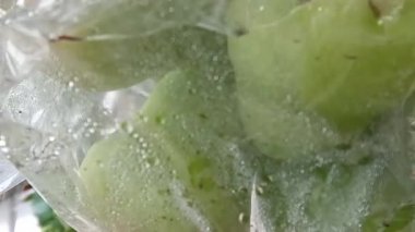 Watery Rose apple fruit wrapped in plastic to protect it from plant pests such as fruit flies and caterpillars, tropical fruit plant cultivation as garden decoration