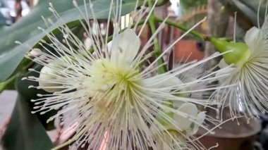 Small twigs of the watery rose apple plant planted in pots are learning to flower, tropical fruit plant cultivation as a garden decoration