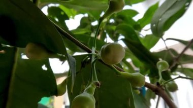 Small twigs of the watery rose apple plant planted in pots are learning to flower, tropical fruit plant cultivation as a garden decoration