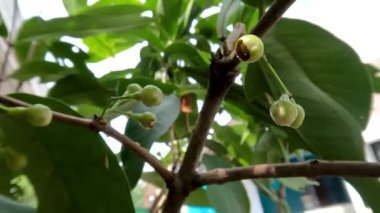 Small twigs of the watery rose apple plant planted in pots are learning to flower, tropical fruit plant cultivation as a garden decoration