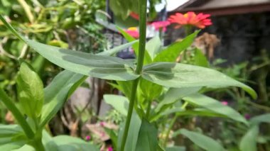 Red blooming zinnia flower with fresh green leaves, kept in the garden for decoration and air conditioning