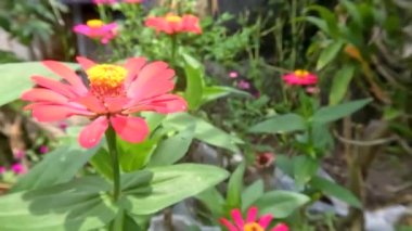 Red blooming zinnia flower with fresh green leaves, kept in the garden for decoration and air conditioning