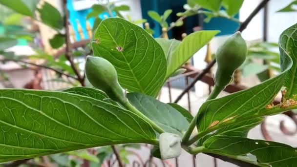 Buds Potted Guava Plant Learning Flower Tropical Fruit Plant Garden — Αρχείο Βίντεο