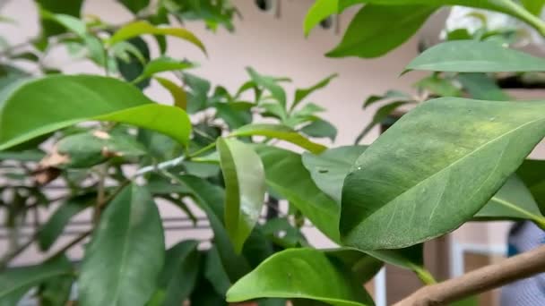 Shoots Bay Leaf Plant Have Fresh Green Leaves Smooth Surface — Video